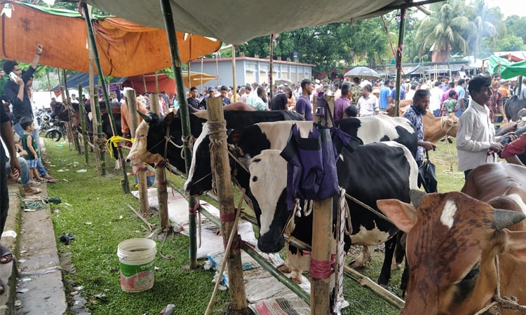 খাগড়াছড়িতে জমে উঠেছে কোরবানির পশুর হাট