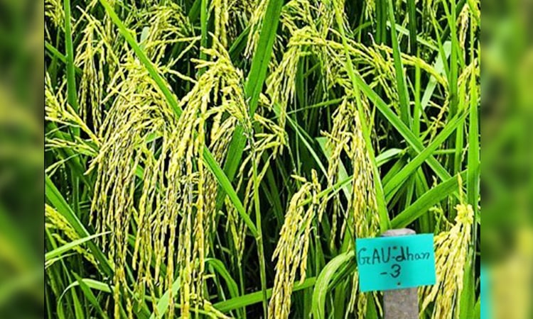 কৃষিতে নতুন সম্ভাবনার দ্বার উন্মোচন করবে গাকৃবি উদ্ভাবিত ‘জিএইউ ধান-৩’