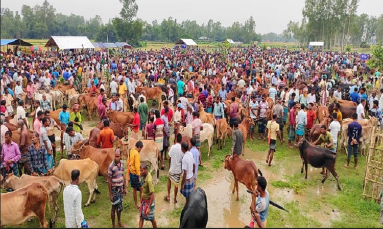 দিনাজপুরের সর্ববৃহৎ পশুর হাট রানীগঞ্জে বেচাকেনা জমে উঠেছে 