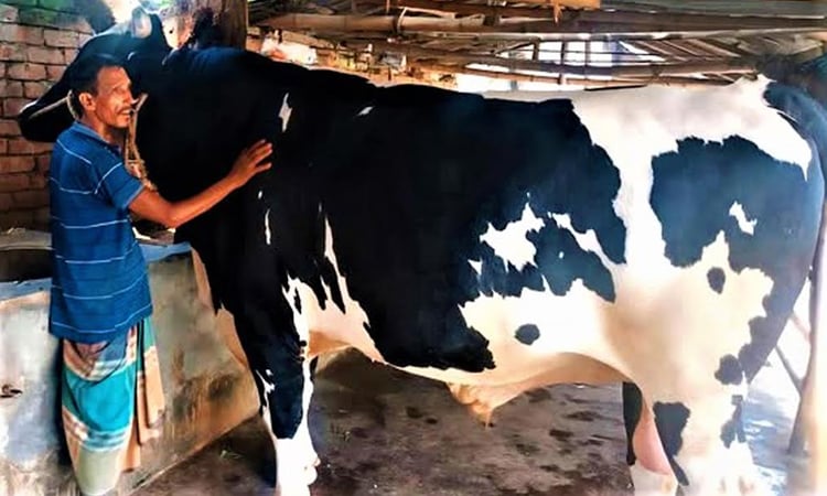 নওগাঁয় পশুর বাজারে আলোচনার শীর্ষে ‘টাইগার বিষু’ ও ‘নবাব’