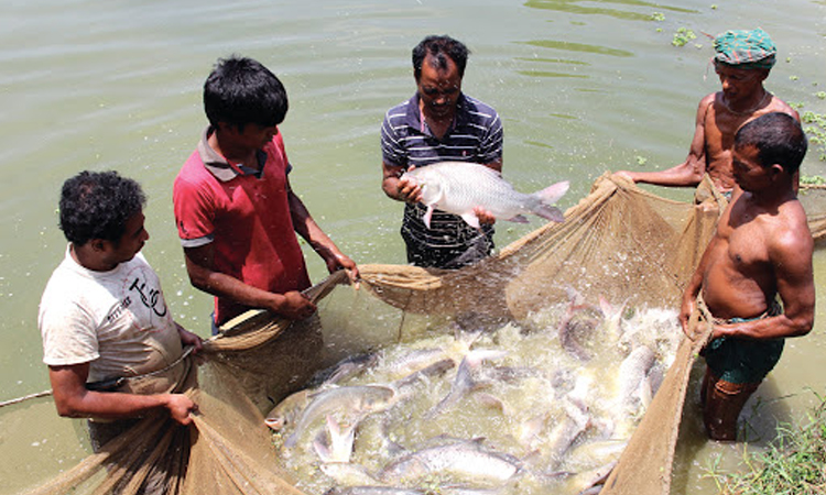 মৎস্য ও প্রাণিসম্পদ মন্ত্রণালয়ের জন্য ৩ হাজার ৩৯২ কোটি টাকা বরাদ্দের প্রস্তাব 