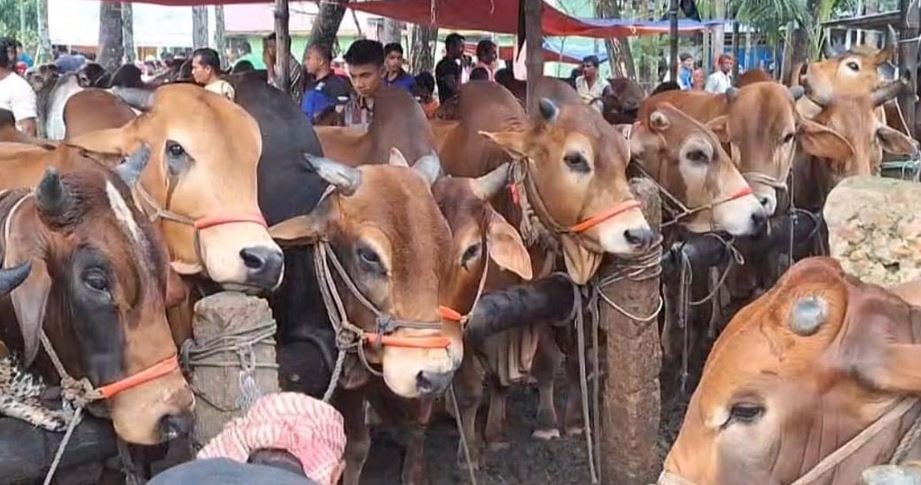 লক্ষ্মীপুরে জমে উঠেছে পশুর হাট, গতবারের চেয়ে দাম কম