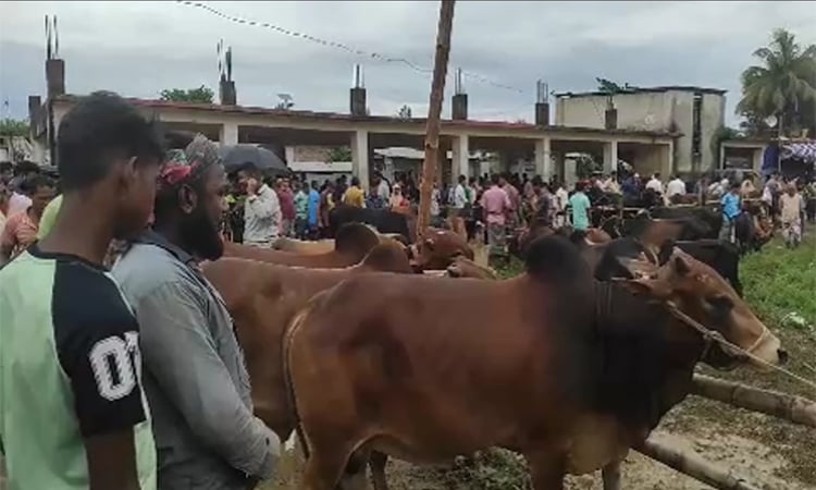 খাগড়াছড়ির পশুর হাটে ছোট ও মাঝারি ধরনের গরুর চাহিদা বেশি