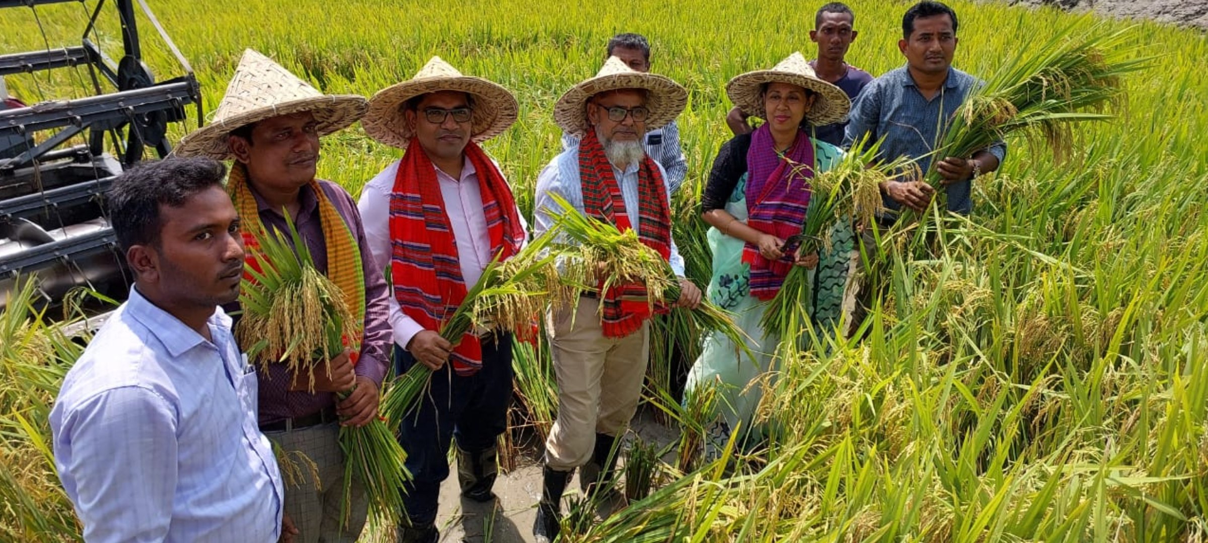 ঠাকুরগাঁওয়ে বোরো ধান কাটা উৎসব