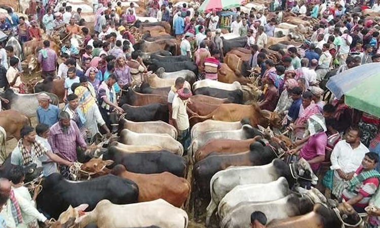রাজশাহীতে ন্যায্য দামে পশু কেনাবেচায় খুশি ক্রেতা-বিক্রেতারা