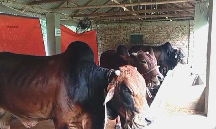 খুলনা বিভাগে উদ্বৃত্ত ৩ লাখ ৮৭ হাজার ৮৮৯টি কোরবানির পশু