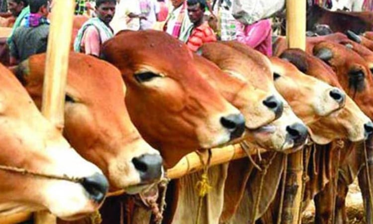 কোরবানির বাজার জমবে বৃহস্পতি ও শুক্রবার