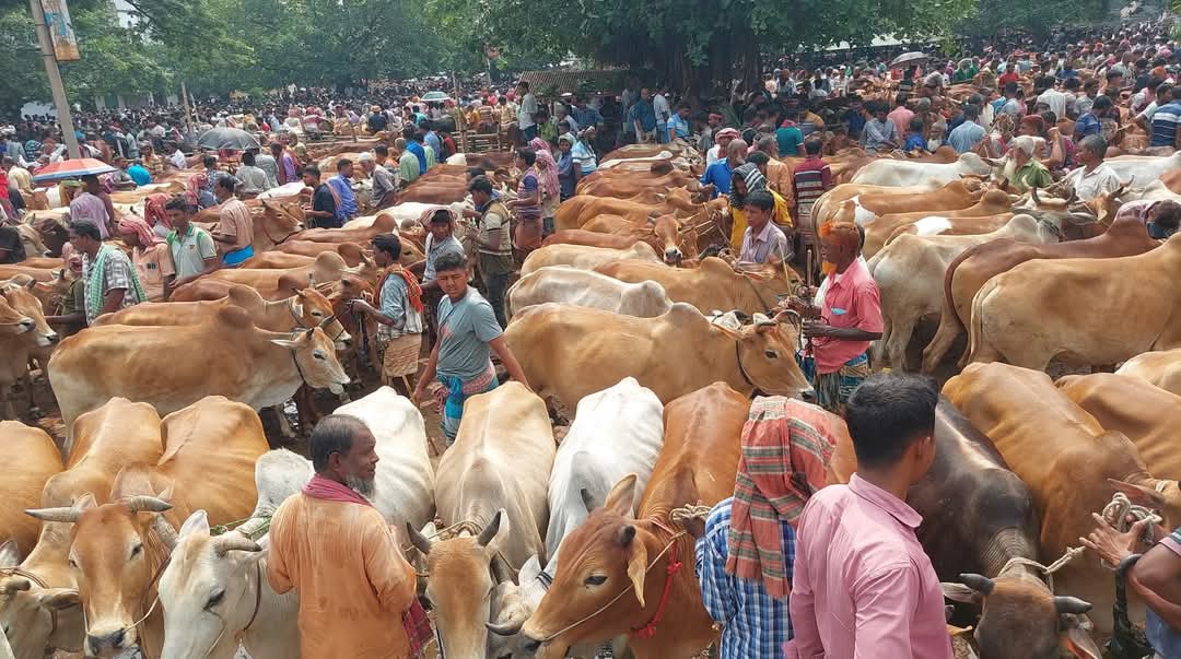 সাতক্ষীরায় জমে উঠেছে কোরবানির পশুর হাট