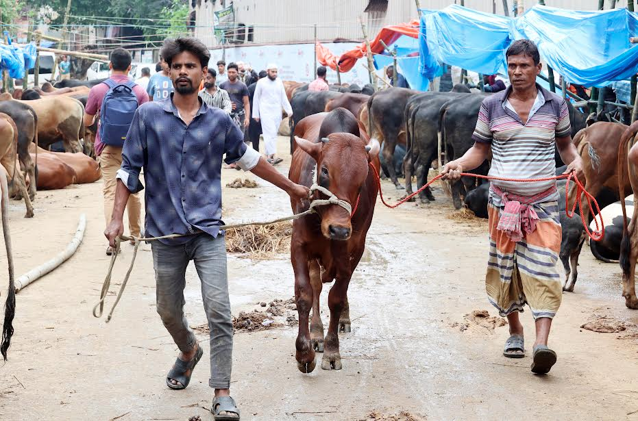 বাজারে প্রচুর গরু থাকলেও দরদামে না মেলায় বিক্রি হচ্ছে কম