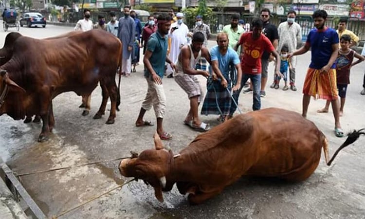 আল্লাহর সন্তুষ্টি লাভের আশায় দেওয়া হচ্ছে পশু কোরবানি