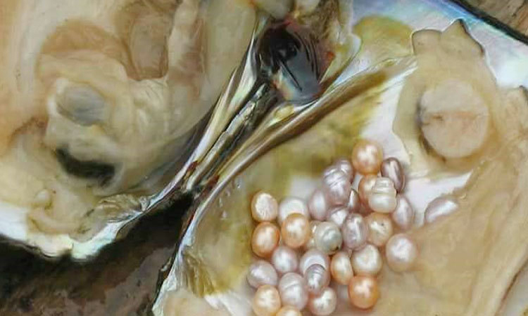 ওয়াশিংটন উপকূলে ঝিনুকের খামার: প্রকৃতি রক্ষায় ‘ওয়াটার ক্লিনার’ বীরেরা