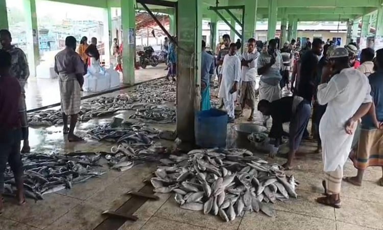 সমুদ্রে জাল ফেললেই মিলছে মাছ  