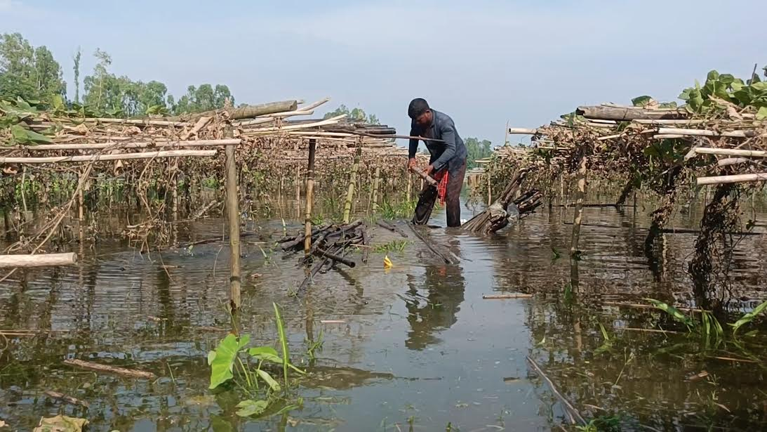 কুড়িগ্রামে অতিবৃষ্টি ও বন্যায় তিনশ হেক্টর জমির ফসল পচে গেছে