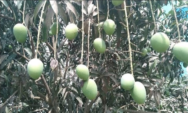 দিনাজপুরে আমের  ফলন: দেড়শ কোটি টাকার আম বিক্রির আশাবাদ
