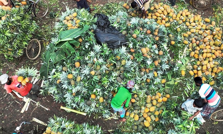 গাজীপুরের কাপাসিয়ায় জমজমাট আনারসের বাজার