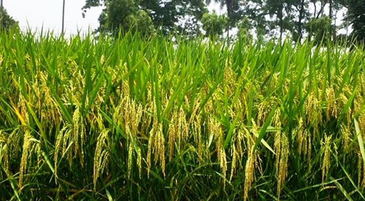 নতুন আরো তিন জাতের ধান উদ্ভাবন করেছে ব্রি