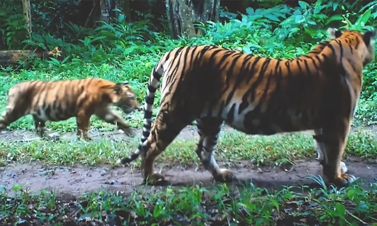 বাঘ বাঁচাতে প্রকৃতিতে হরিণ ছাড়ছে থাই সরকার