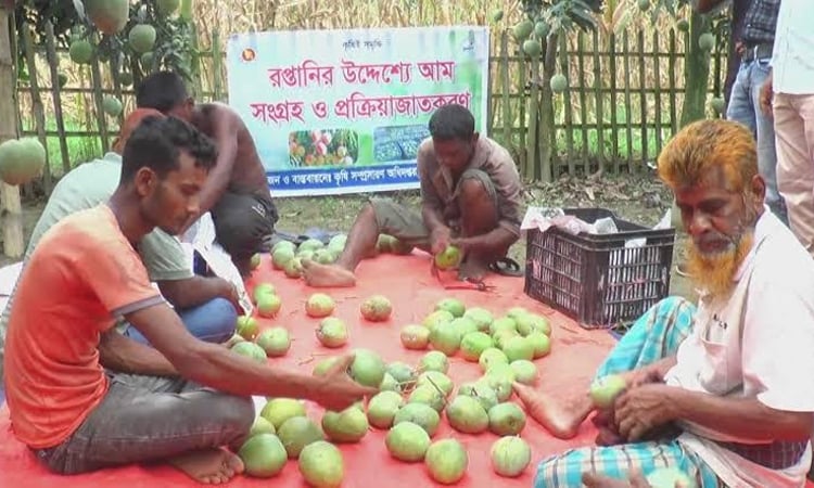দিনাজপুরের ব্যানানা আম এবার রপ্তানি হচ্ছে ইউরোপে