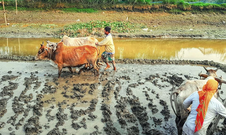 হারিয়ে যাচ্ছে বাংলার কৃষি ঐতিহ্য লাঙ্গল, জোয়াল...