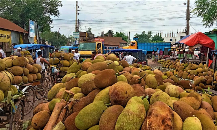 সখীপুরে রমরমা কাঁঠালের বাজার, সপ্তাহে বেচাকেনা অর্ধকোটি টাকা 