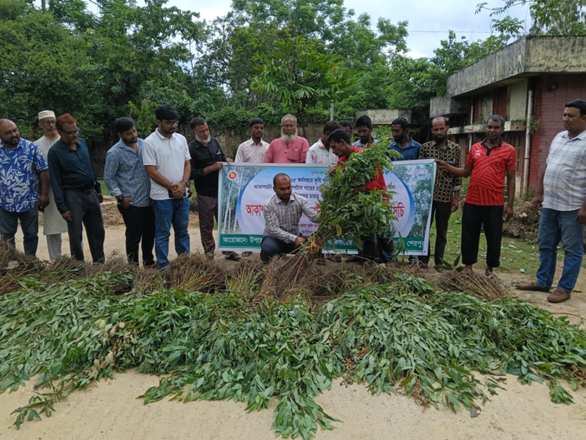 শেরপুরে পরিবেশের জন্য ক্ষতিকর ইউক্যালিপটাস ও আকাশমনি চারা ধ্বংস 
