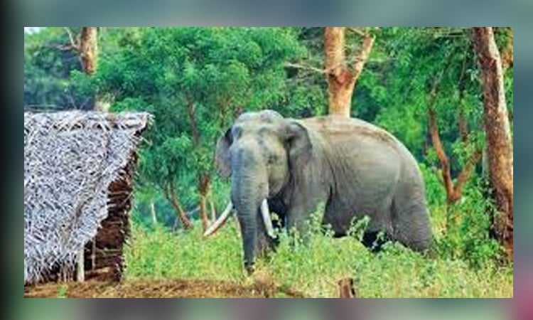 শেরপুরে এক বন্য হাতির মৃত্যু