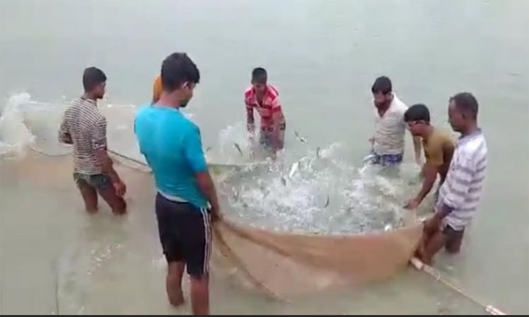 দিনাজপুরের পার্বতীপুরে মৎস্য সম্প্রসারণ বীজ উৎপাদনে সফলতা
