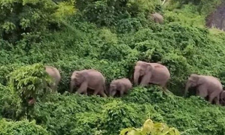 চট্টগ্রামের সাতকানিয়ায় বন্য হাতির আক্রমণে কৃষকের মৃত্যু
