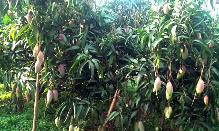 খাগড়াছড়িতে বিদেশি জাতের আম চাষে নতুন সম্ভাবনা