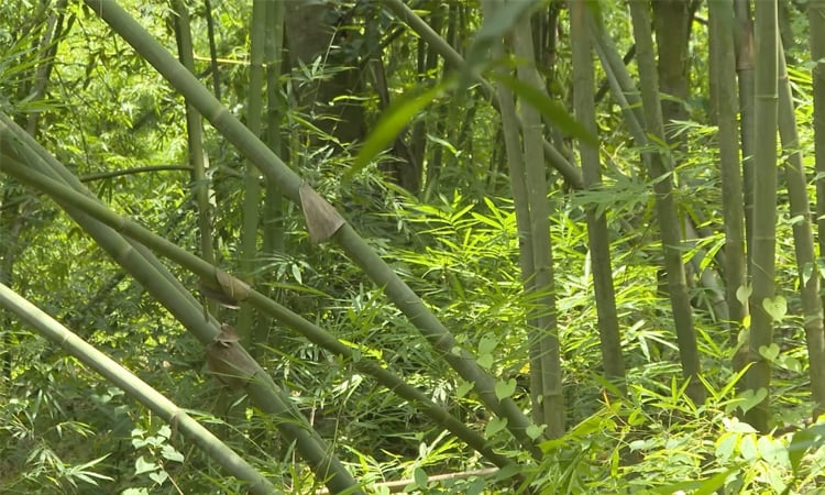 কুমিল্লায় বাণিজ্যিকভাবে বাঁশ চাষে স্বাবলম্বী দুই হাজার পরিবার