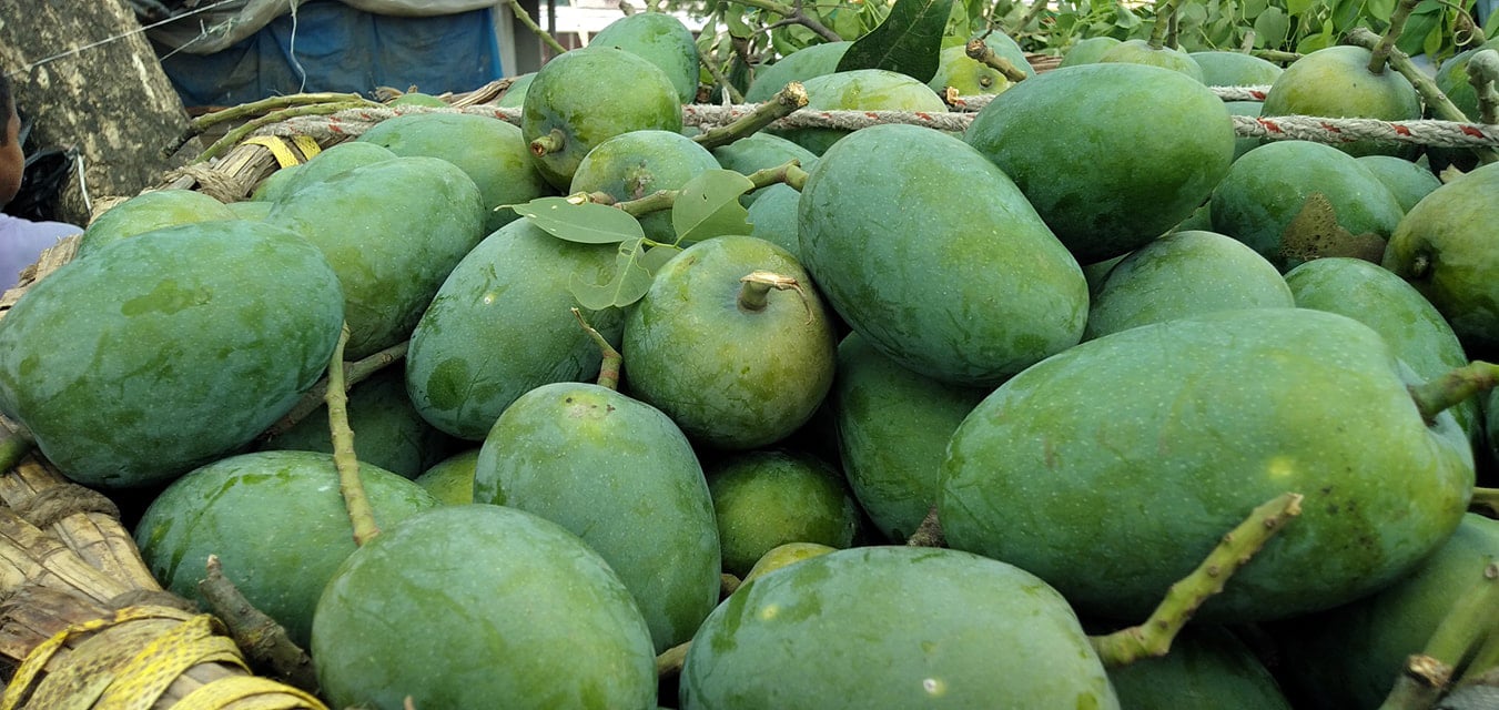 রাজশাহীতে জমজমাট ফজলি আমের ব্যবসা