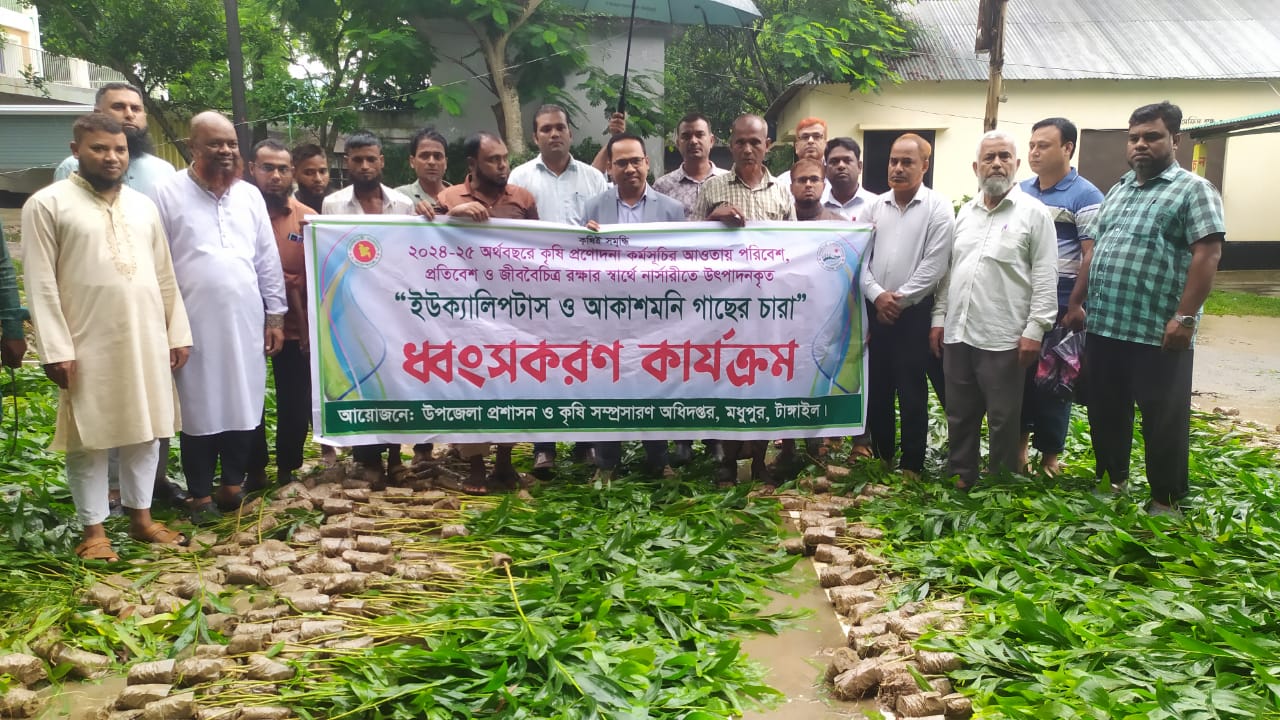 টাঙ্গাইলের মধুপুরে পরিবেশের জন্য ক্ষতিকর ৪০ হাজার আকাশমনি চারা ধ্বংস 