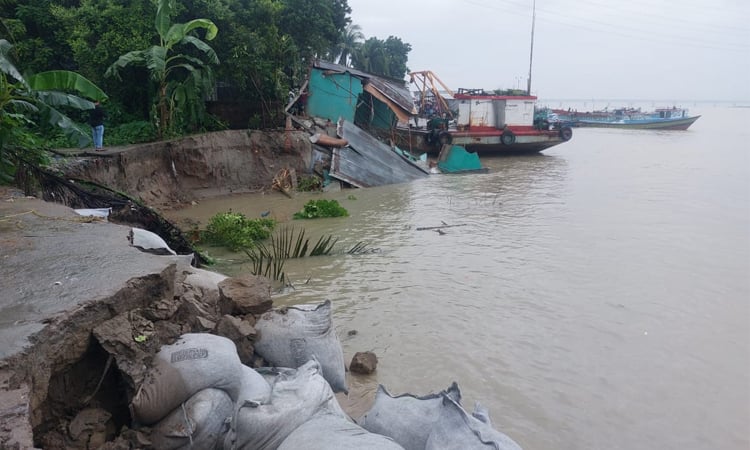 শরীয়তপুরের জাজিরায় পদ্মা নদী ভাঙনে দোকান ও বসতবাড়ি বিলীন