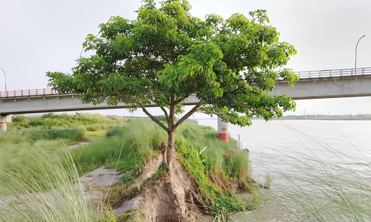 শিবচরে আড়িয়াল খাঁ নদের সেতুর কাছে ভাঙছে পাড়