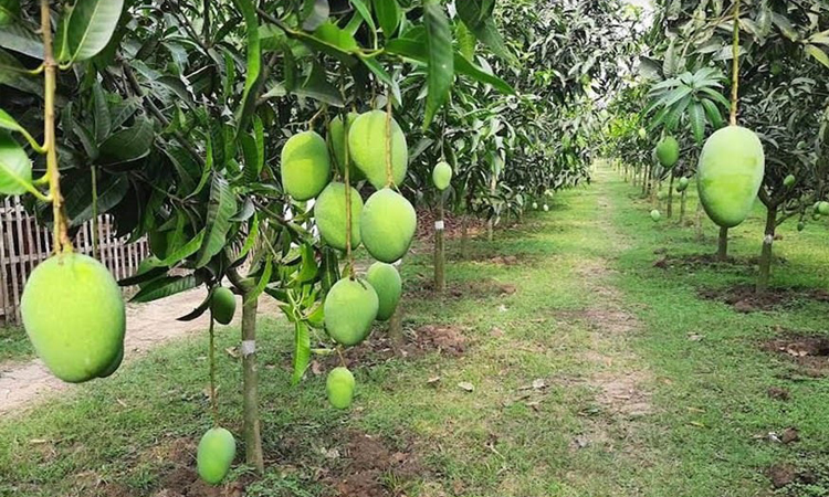 উচ্চ ঘনত্বে আমচাষে ফলন ও আয় বাড়ছে