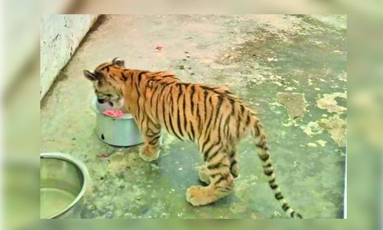 রংপুর চিড়িয়াখানায় রোমিও-জুলিয়েটের কোলে ডোনাল্ড ট্রাম্প
