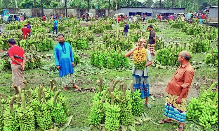 লালমনিরহাটের কৃষি অর্থনীতিতে গুরুত্বপূর্ণ অবদান কলা চাষিদের 