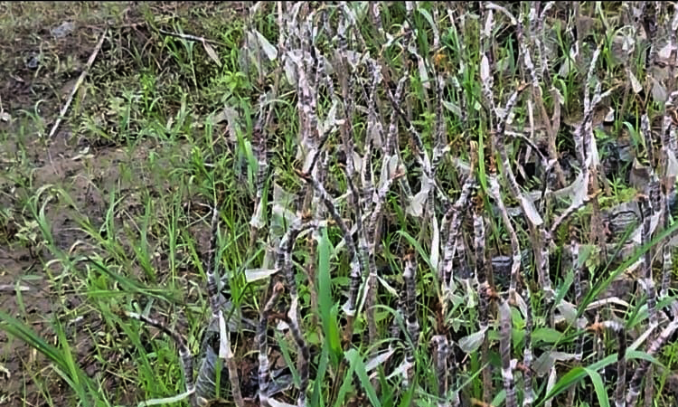 ফেনীতে বন্যায় হর্টিকালচার সেন্টারের  ১০ হাজার চারা নষ্ট