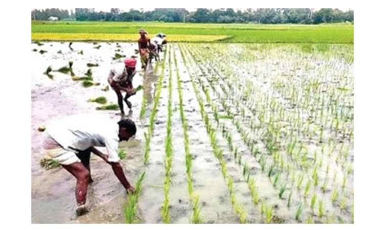 দিনাজপুরে চলতি মৌসুমে ২ লাখ ৬০ হাজার ৮৬০ হেক্টর জমিতে আমন চাষের লক্ষ্যমাত্রা নির্ধারণ