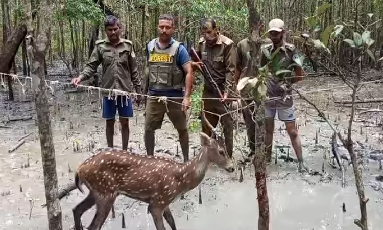 সুন্দরবনে ফাঁদে আটকা পড়া হরিণ উদ্ধার 