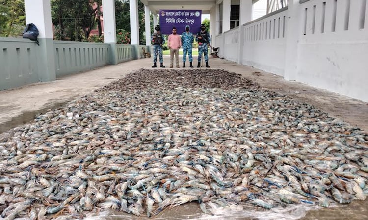 চাঁদপুরে একহাজার ৮০০ কেজি জেলিযুক্ত চিংড়ি জব্দ