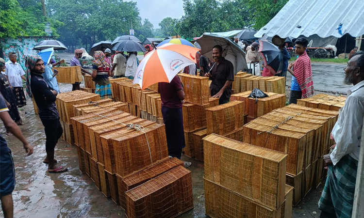 চুয়াডাঙ্গায় বৃষ্টিতে ব্যস্ততা বেড়েছে মাছ ধরার বিত্তি তৈরির কারিগরদের
