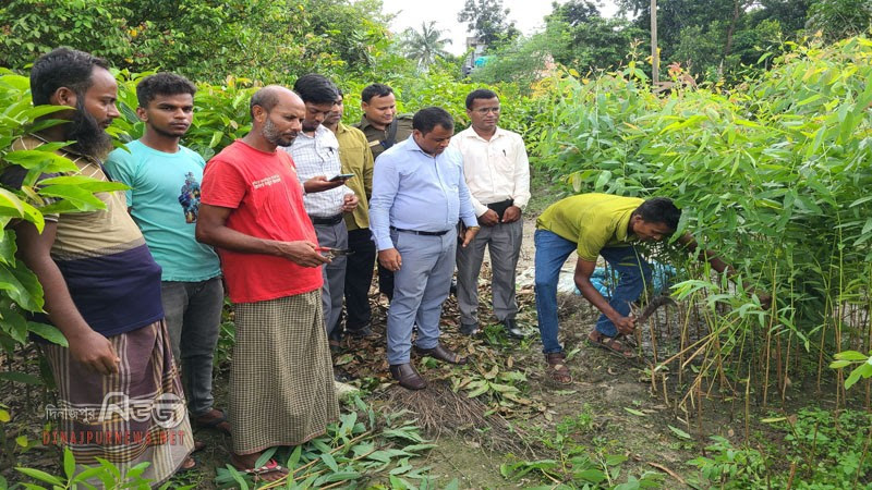 দিনাজপুরে ইউক্যালিপ্টাসের চারা নিধন