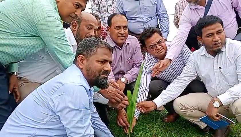 নেত্রকোনায় বজ্রপাত নিরোধে তালগাছের চারা রোপণ