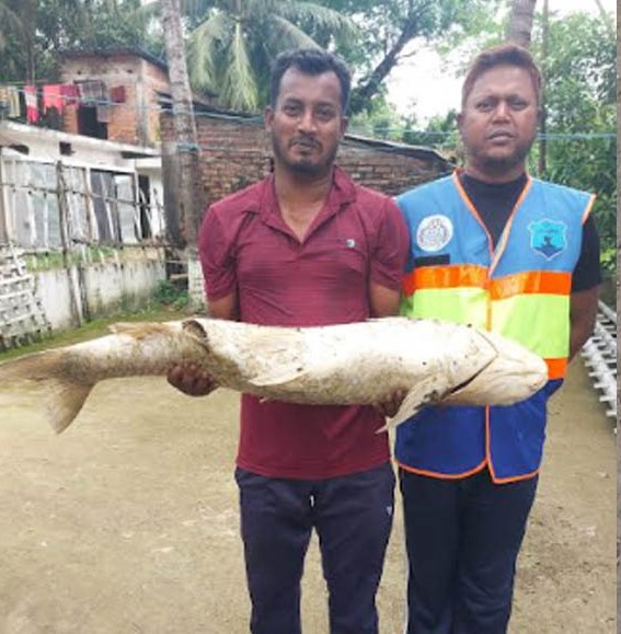 চট্টগ্রামের হালদা নদী থেকে মৃত মৃগেল মাছ উদ্ধার