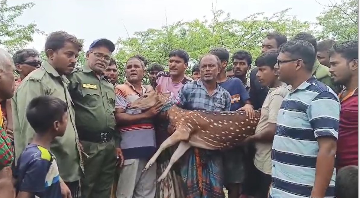 সুন্দরবনে লোকালয়ে চলে আসা হরিণটি সুন্দরবনে অবমুক্ত