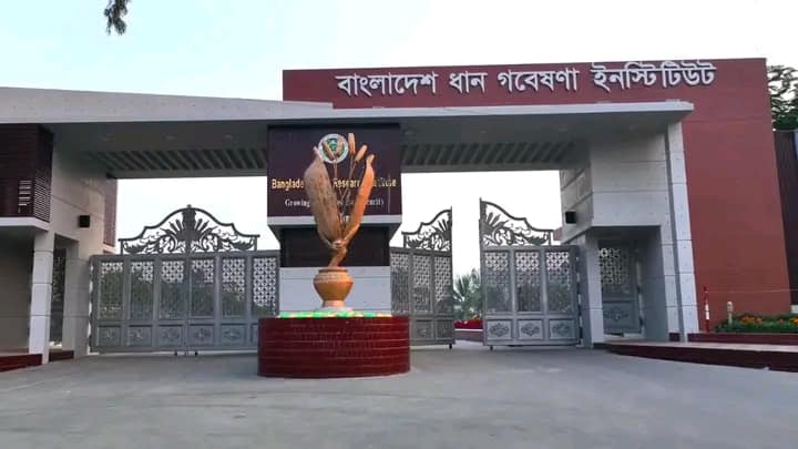 বারি উদ্ভাবিত নতুন জাত ২৫% পতিত জমি চাষে সহায়ক হবে : বিশেষজ্ঞরা