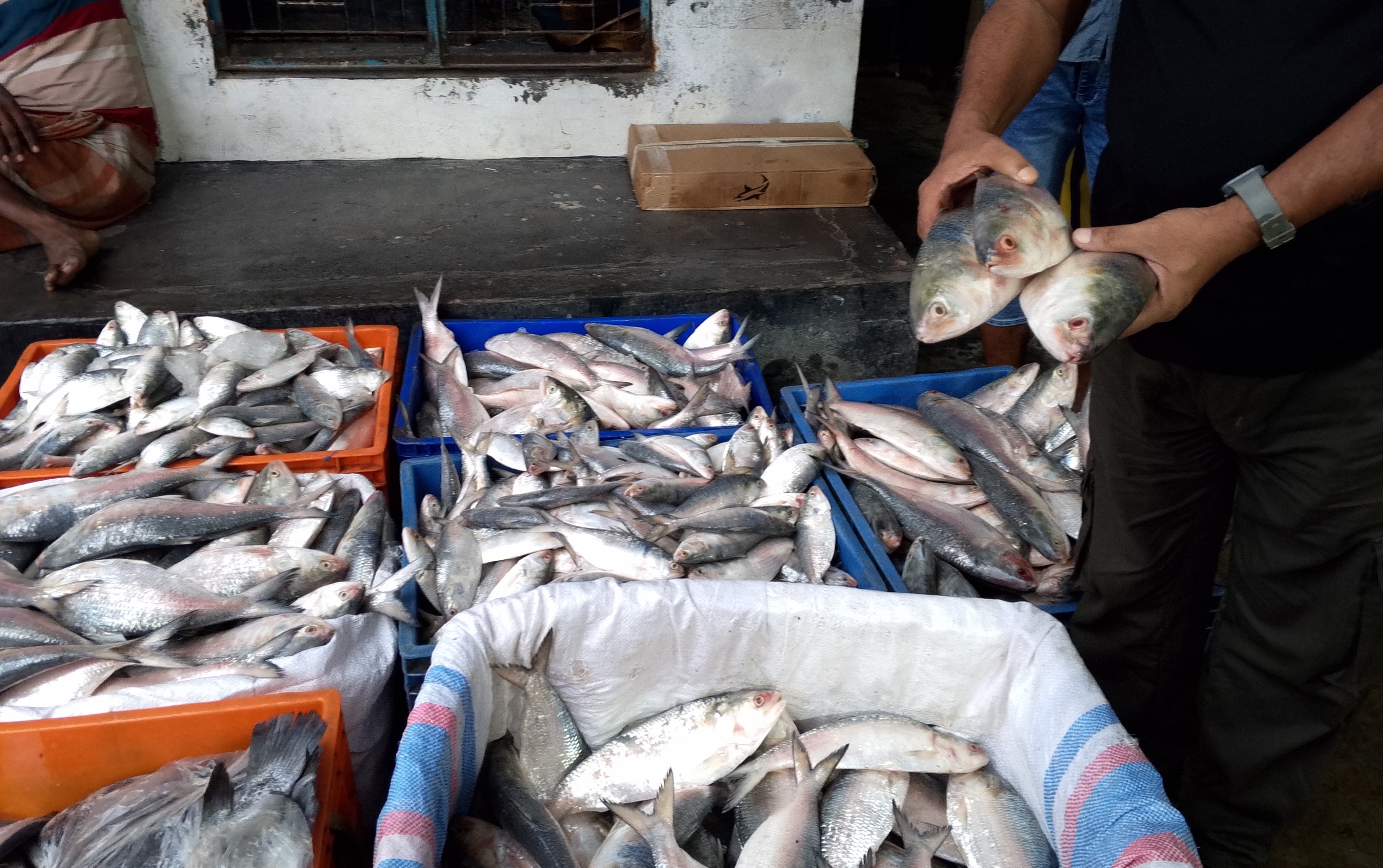 ভরা মৌসুমেও মিলছে না কাঙ্ক্ষিত ইলিশ, হতাশ বাগেরহাটের জেলেরা