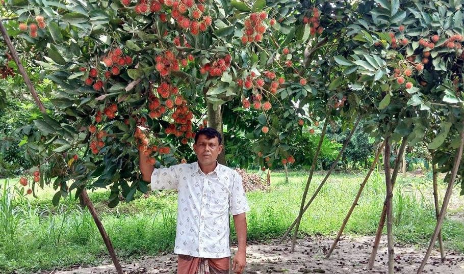 বিদেশি রামবুটান চাষে সফল দিনাজপুরের আব্দুর রহমান 
