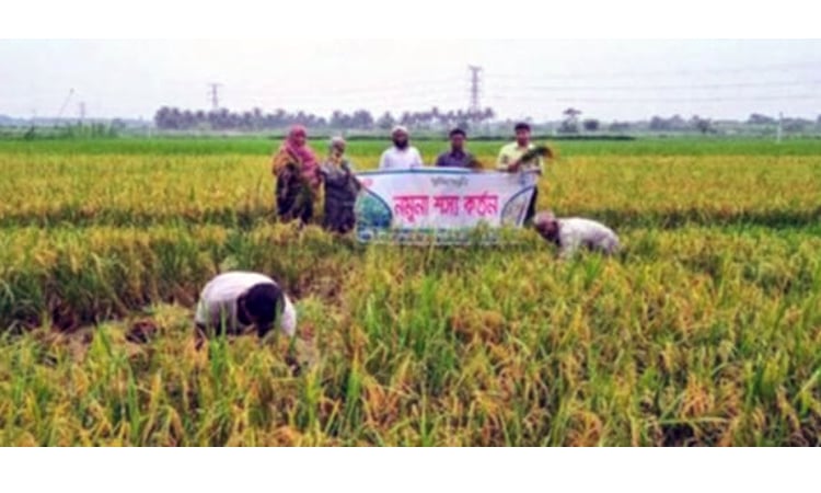 বছরে এক ক্ষেতে চার ফসল চাষ করে লাভবান রুপসার কৃষকেরা